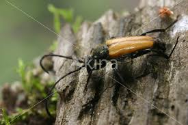 Attēlu rezultāti vaicājumam “Anastrangalia sanguinolenta”