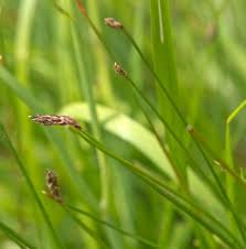 Attēlu rezultāti vaicājumam “Eleocharis uniglumis leaf”
