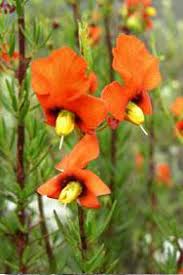 Image result for Alonsoa linearis