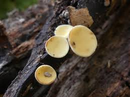 Attēlu rezultāti vaicājumam “Hymenoscyphus calyculus”