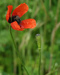 Attēlu rezultāti vaicājumam “Papaver argemone leaf”