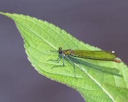 Attēlu rezultāti vaicājumam “Lestes sponsa”