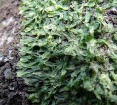 Attēlu rezultāti vaicājumam “Metzgeria furcata”