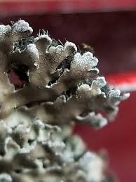 Attēlu rezultāti vaicājumam “Physconia detersa”