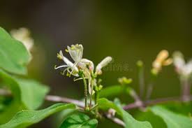 Attēlu rezultāti vaicājumam “Lonicera xylosteum bud”