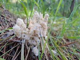 Attēlu rezultāti vaicājumam “Didymium spongiosum”