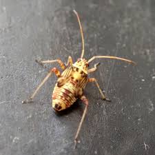 Attēlu rezultāti vaicājumam “Rhabdomiris striatellus”