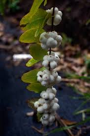 Attēlu rezultāti vaicājumam “Symphoricarpos albus flower”