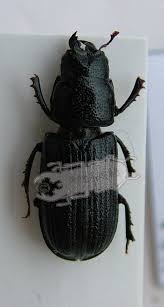 Attēlu rezultāti vaicājumam “Ceruchus chrysomelinus”