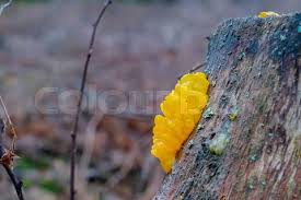 Attēlu rezultāti vaicājumam “Tremella mesenterica”