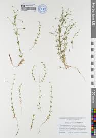 Attēlu rezultāti vaicājumam “Stellaria crassifolia”