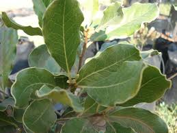 Image result for Gymnura natalensis