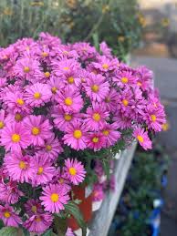 Image result for Chrysanthemum sebatense