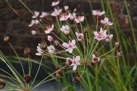 Attēlu rezultāti vaicājumam “Butomus umbellatus fruit”