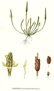 Attēlu rezultāti vaicājumam “Myosurus minimus”