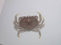 Image result for Metacarcinus magister