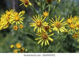 Attēlu rezultāti vaicājumam “Jacobaea paludosa leaf”