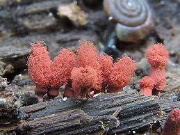 Attēlu rezultāti vaicājumam “Heterotrichia ferruginea (syn. Arcyria ferruginea)”