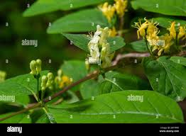 Attēlu rezultāti vaicājumam “Lonicera xylosteum flower”