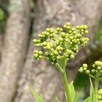 Attēlu rezultāti vaicājumam “Phellodendron amurense flower”