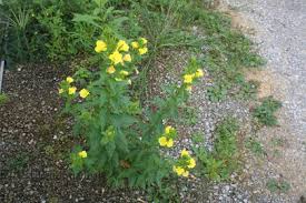 Attēlu rezultāti vaicājumam “Oenothera biennis bud”