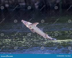 Image result for Acipenser desotoi