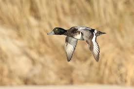 Image result for Aythya marila