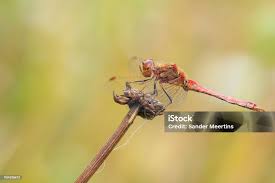 Attēlu rezultāti vaicājumam “Sympetrum vulgatum male”