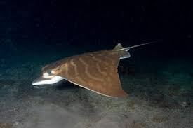 Image result for Aetomylaeus bovinus