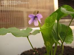 Attēlu rezultāti vaicājumam “Viola uliginosa bud”