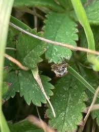 Attēlu rezultāti vaicājumam “Neophilaenus lineatus”
