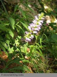 Image result for Campanula spicata