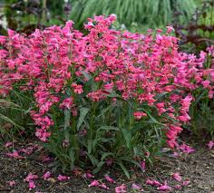 Image result for Penstemon