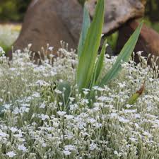 Image result for cerastium tomentosum