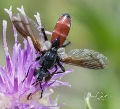 Attēlu rezultāti vaicājumam “Cylindromyia sp.”
