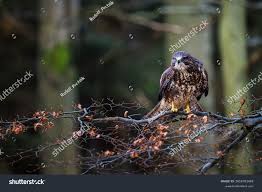 Attēlu rezultāti vaicājumam “Buteo buteo adult”