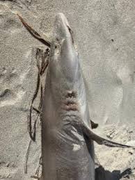 Image result for Furgaleus macki