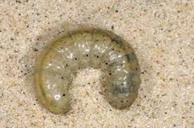 Attēlu rezultāti vaicājumam “Agrotis vestigialis”