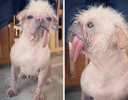 Image result for ugliest dog