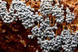 Attēlu rezultāti vaicājumam “Badhamia utricularis macro”