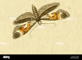 Attēlu rezultāti vaicājumam “Epermenia falciformis”