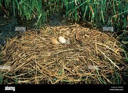 Attēlu rezultāti vaicājumam “Grus grus nest”