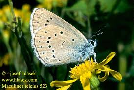 Attēlu rezultāti vaicājumam “Maculinea teleius”