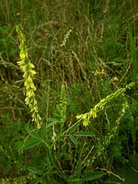 Attēlu rezultāti vaicājumam “Melilotus officinalis flower”