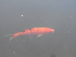 Image result for Cyprinus multitaeniatus