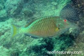 Image result for Sparisoma amplum