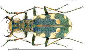 Attēlu rezultāti vaicājumam “Cicindela maritima”