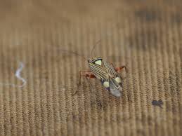 Attēlu rezultāti vaicājumam “Rhabdomiris striatellus”