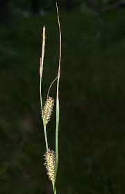 Attēlu rezultāti vaicājumam “Carex atherodes”