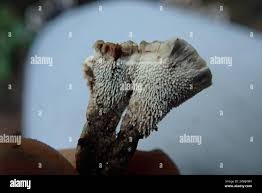 Attēlu rezultāti vaicājumam “Phellodon tomentosus”